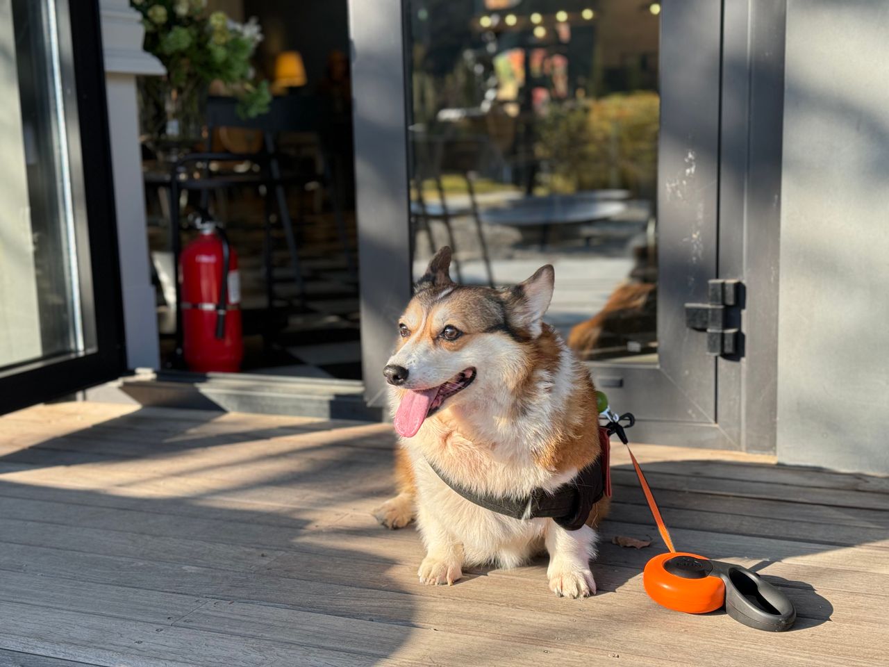 services-03 Charming Pembroke Welsh Corgi lounging outside a cafe, basking in the day.