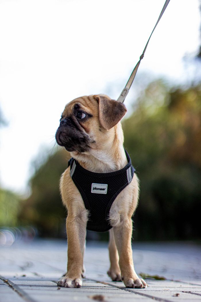 services-02 Cute pug puppy standing on leash in park, looking sideways. Perfect for pet lovers and mobile wallpapers.