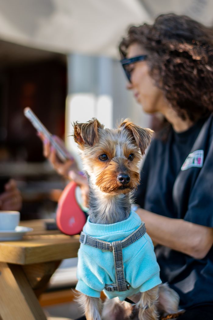 Yorkshire Terrier wearing a blue sweater at a cafe with owner on a sunny day.