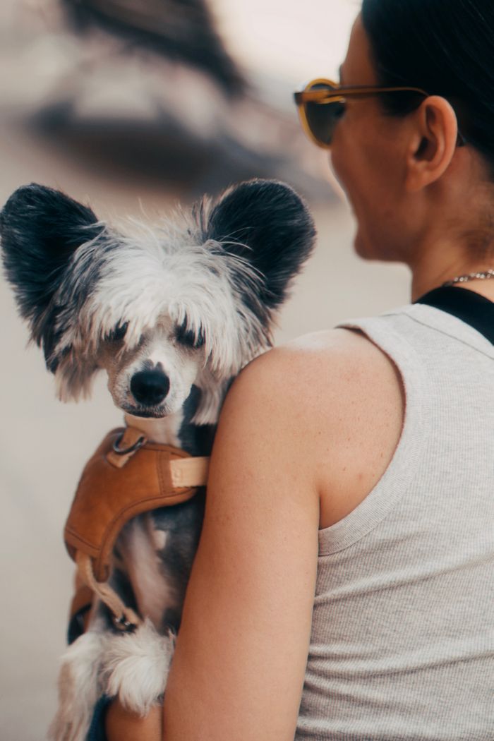 A stylish woman holds a Chinese Crested dog while enjoying a sunny day outside.