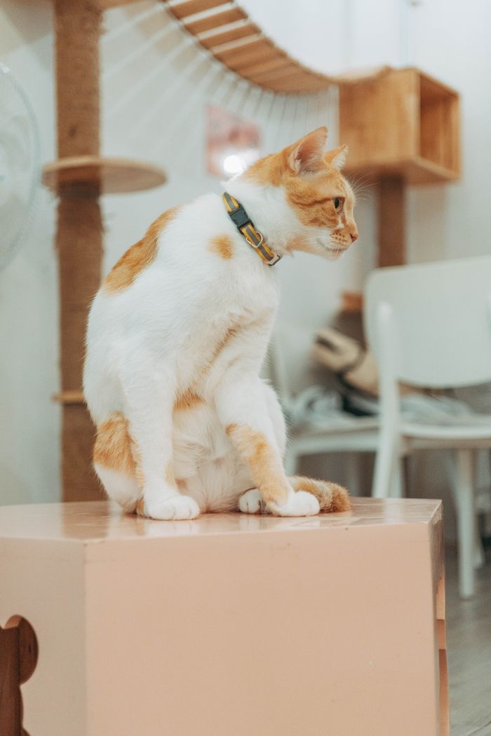 A domestic cat with orange and white fur sitting indoors in a cozy setting.
