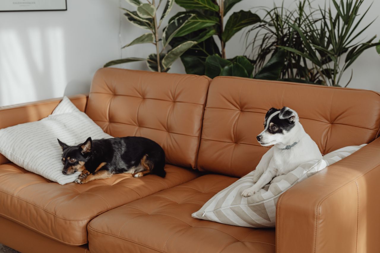 gallery-1 Two small dogs resting on a stylish leather sofa with cozy cushions and lush houseplants.