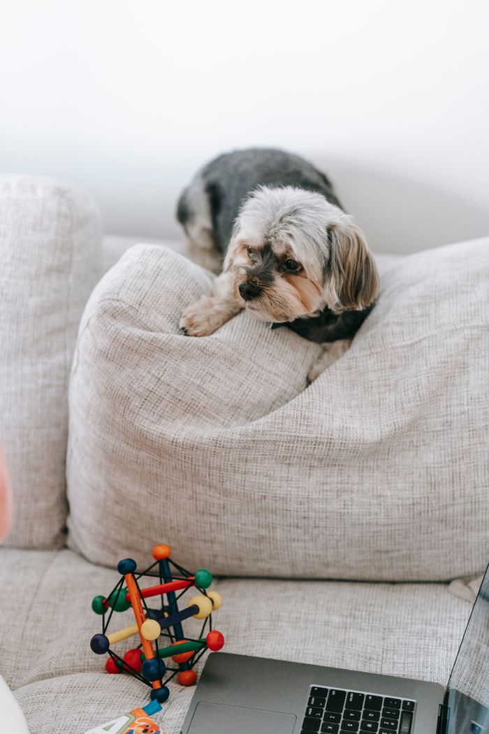 Adorable hairy dog sitting on pillow of comfortable sofa with colorful toy and modern laptop in light room at home